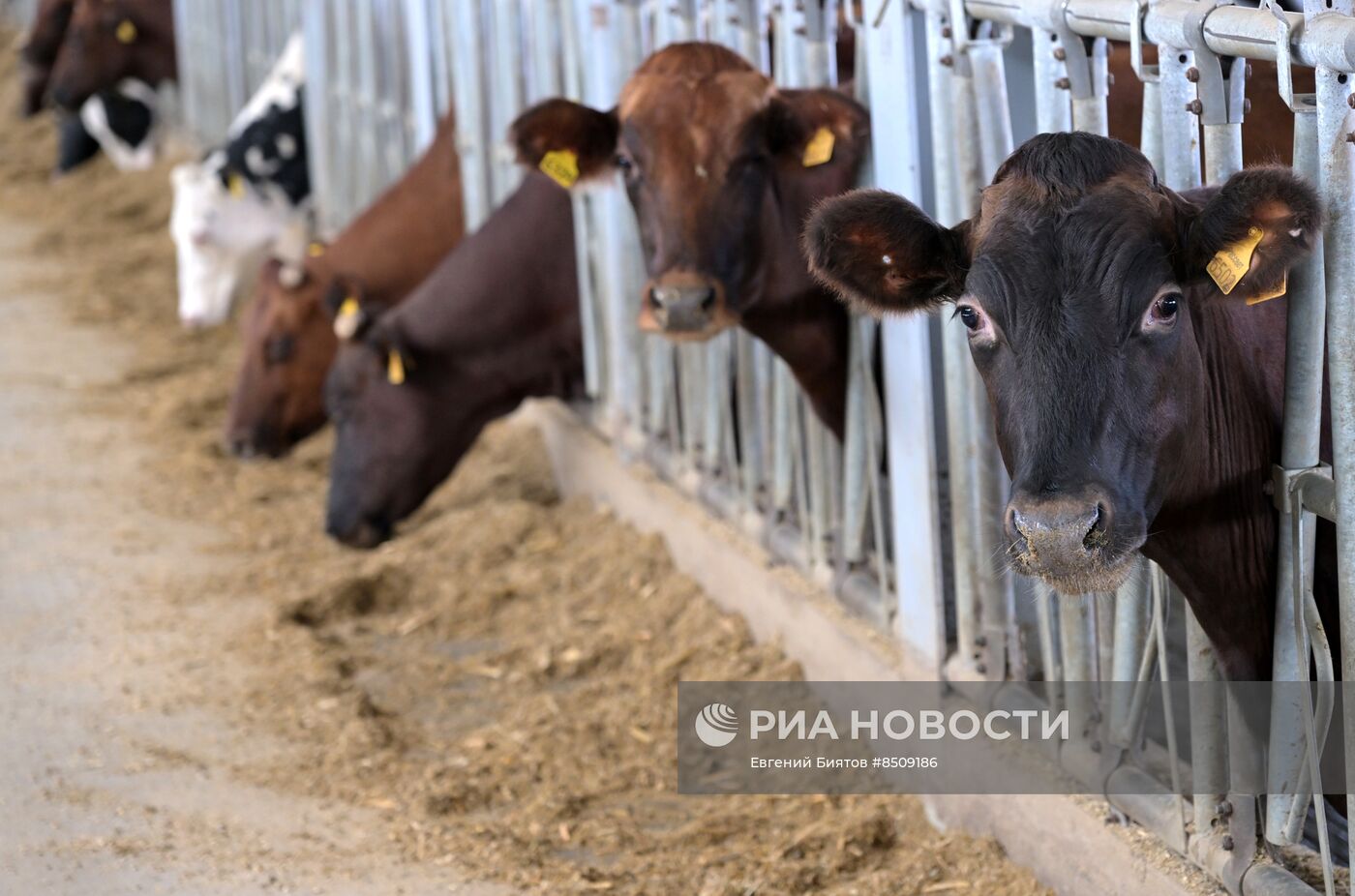 Россия. Оренбургская область