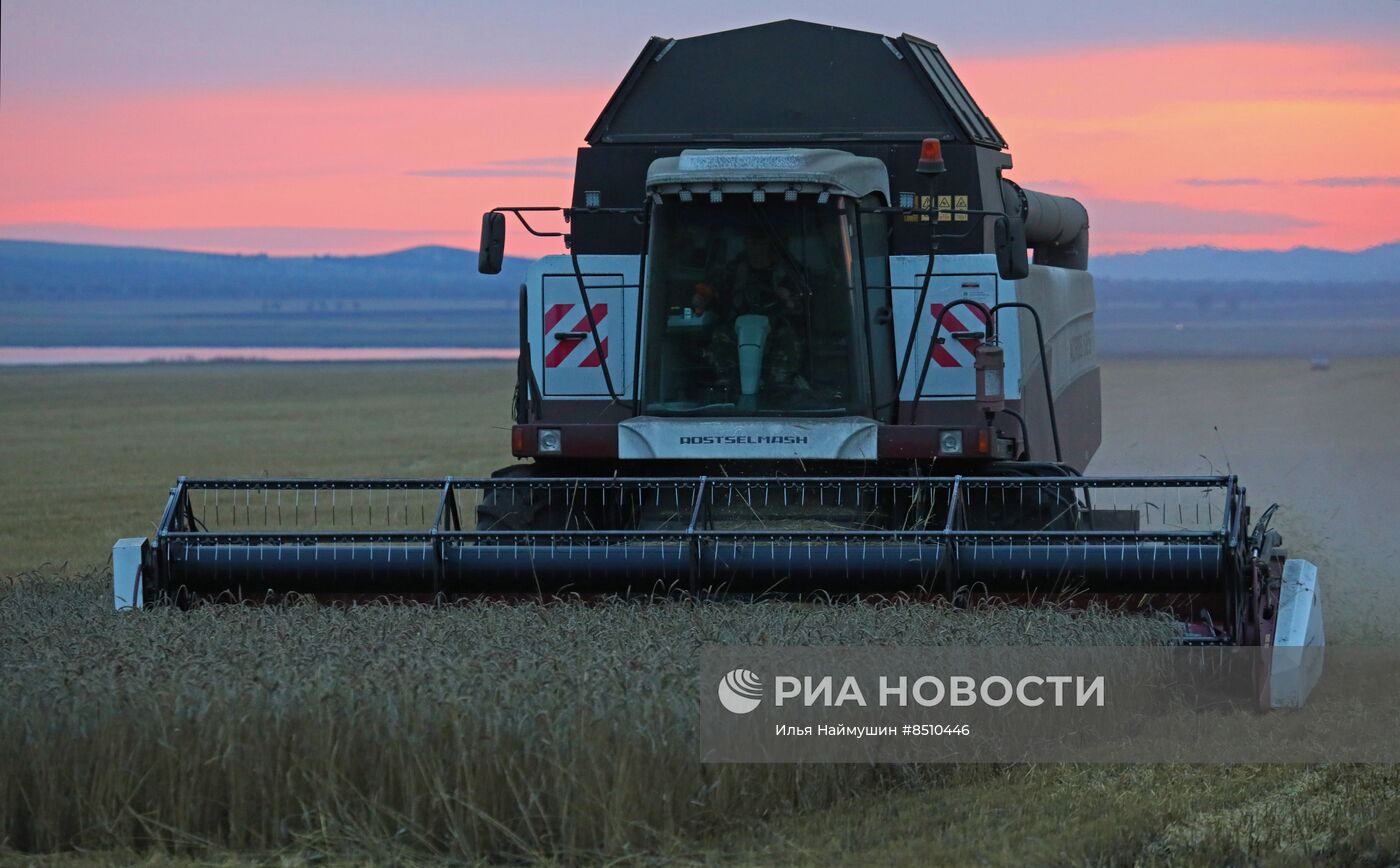 Уборка урожая пшеницы в Красноярском крае