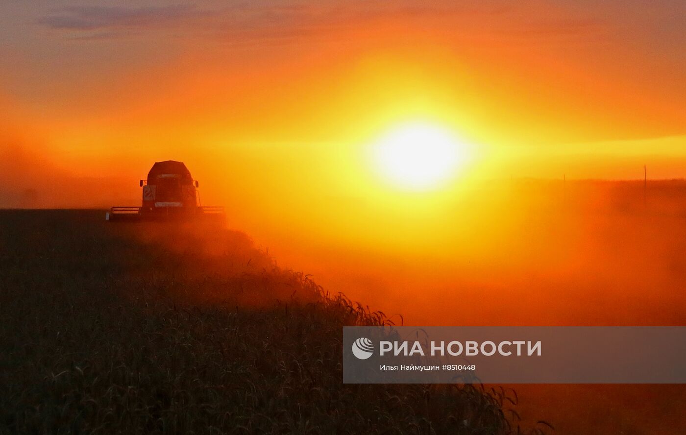 Уборка урожая пшеницы в Красноярском крае