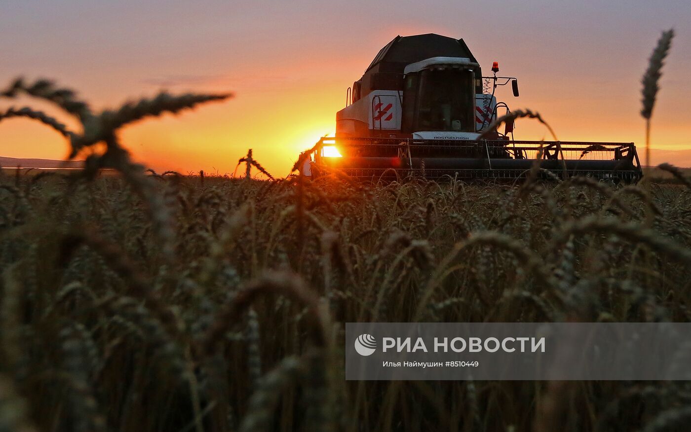 Уборка урожая пшеницы в Красноярском крае