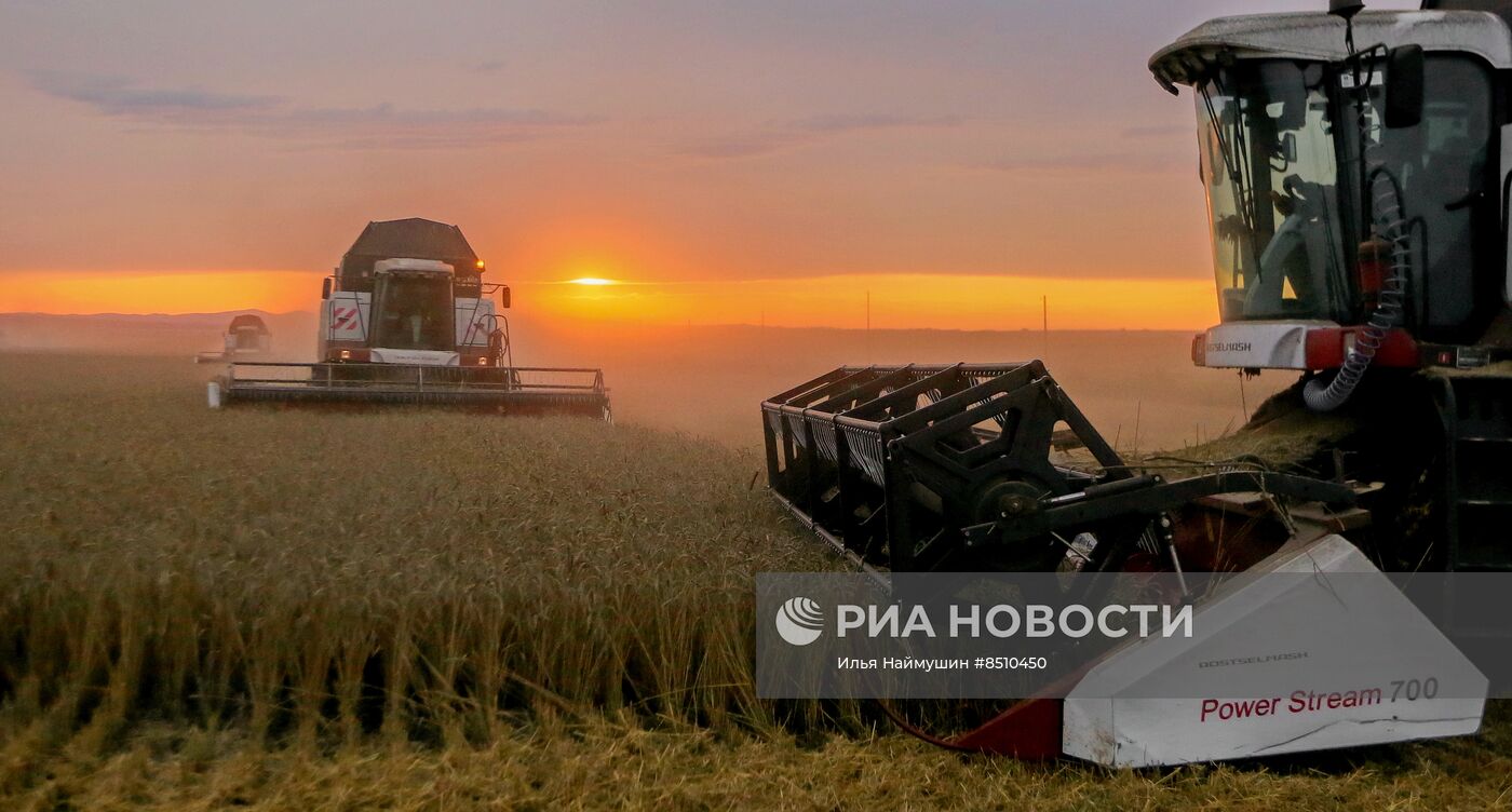 Уборка урожая пшеницы в Красноярском крае