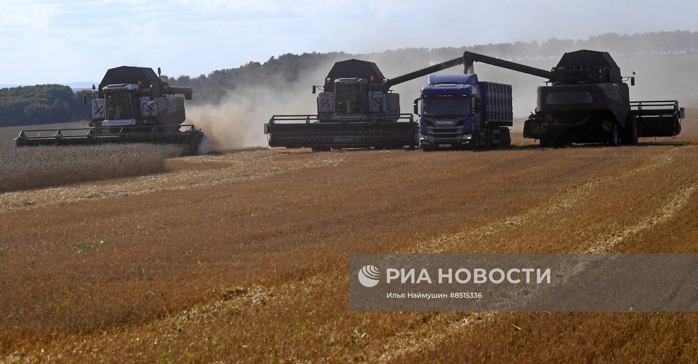 Уборка урожая пшеницы в Красноярском крае