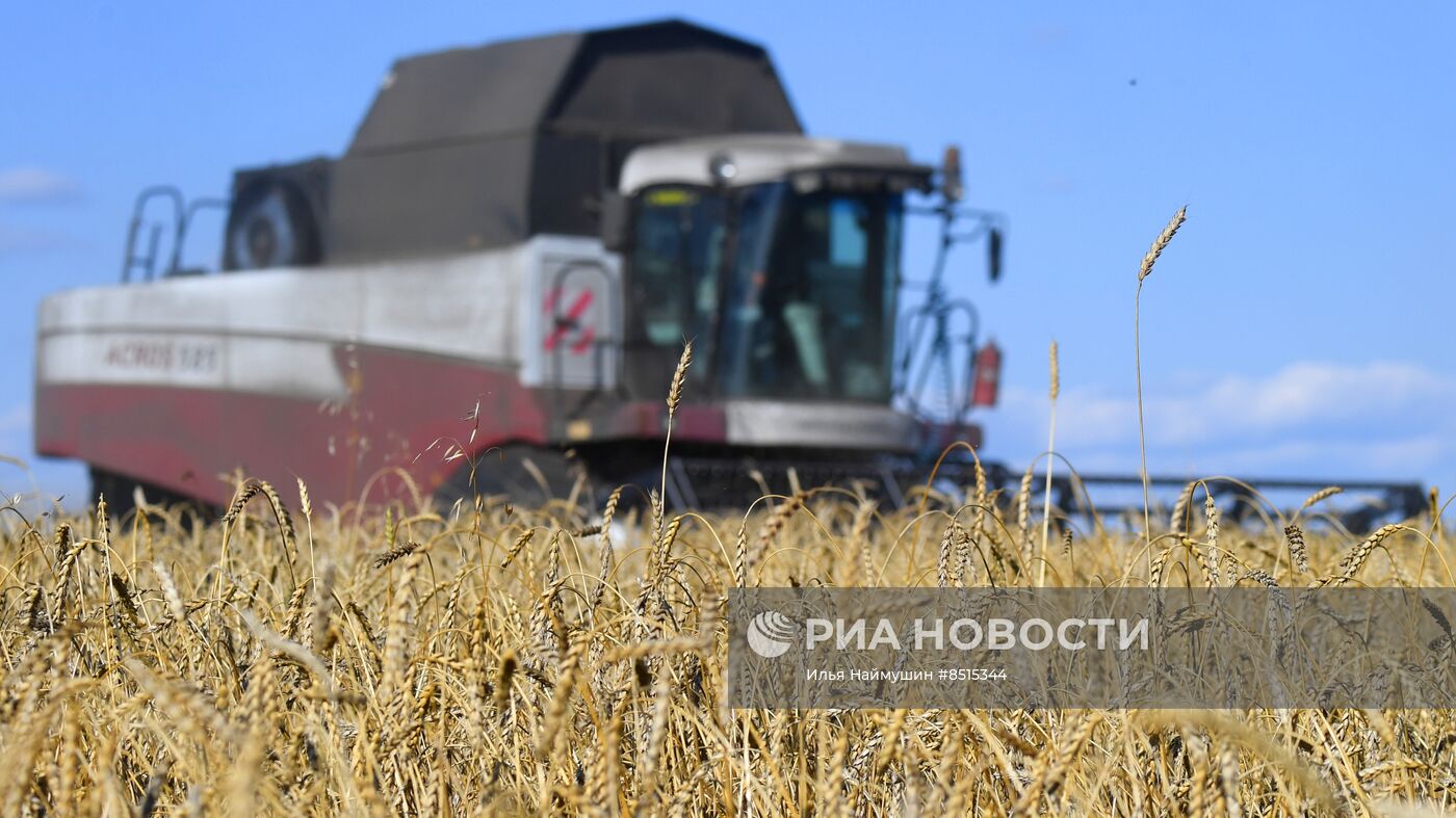 Уборка урожая пшеницы в Красноярском крае