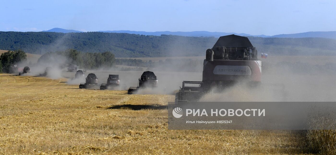 Уборка урожая пшеницы в Красноярском крае