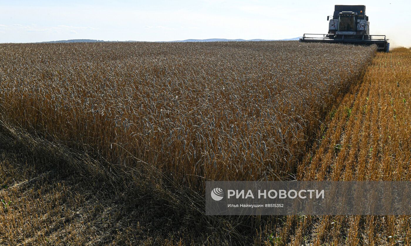 Уборка урожая пшеницы в Красноярском крае