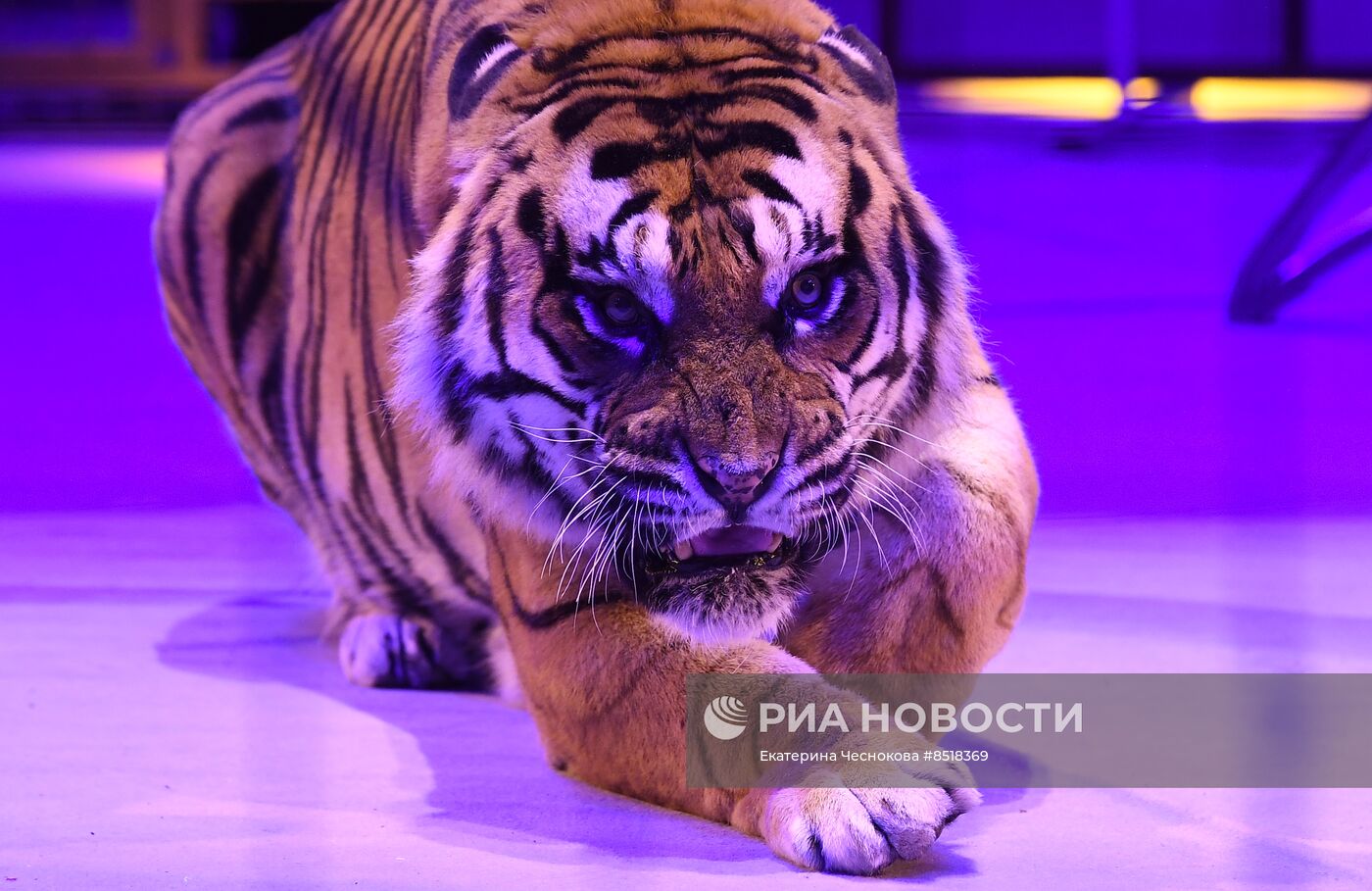 II Международный фестиваль циркового искусства "Без границ"