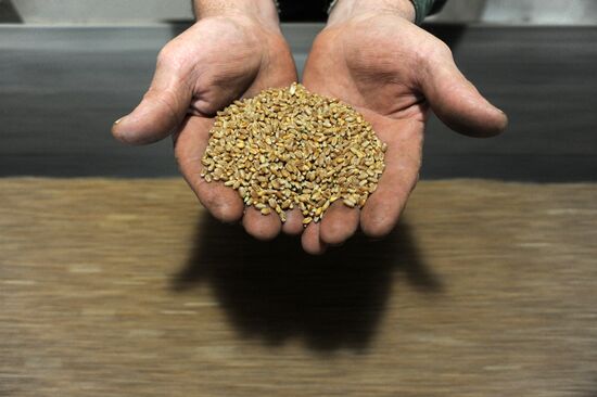 Переработка зерна в тамбовской области