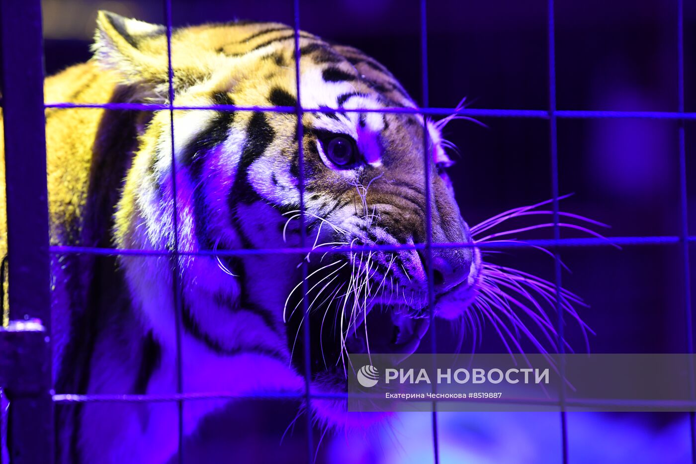 II Международный фестиваль циркового искусства "Без границ"