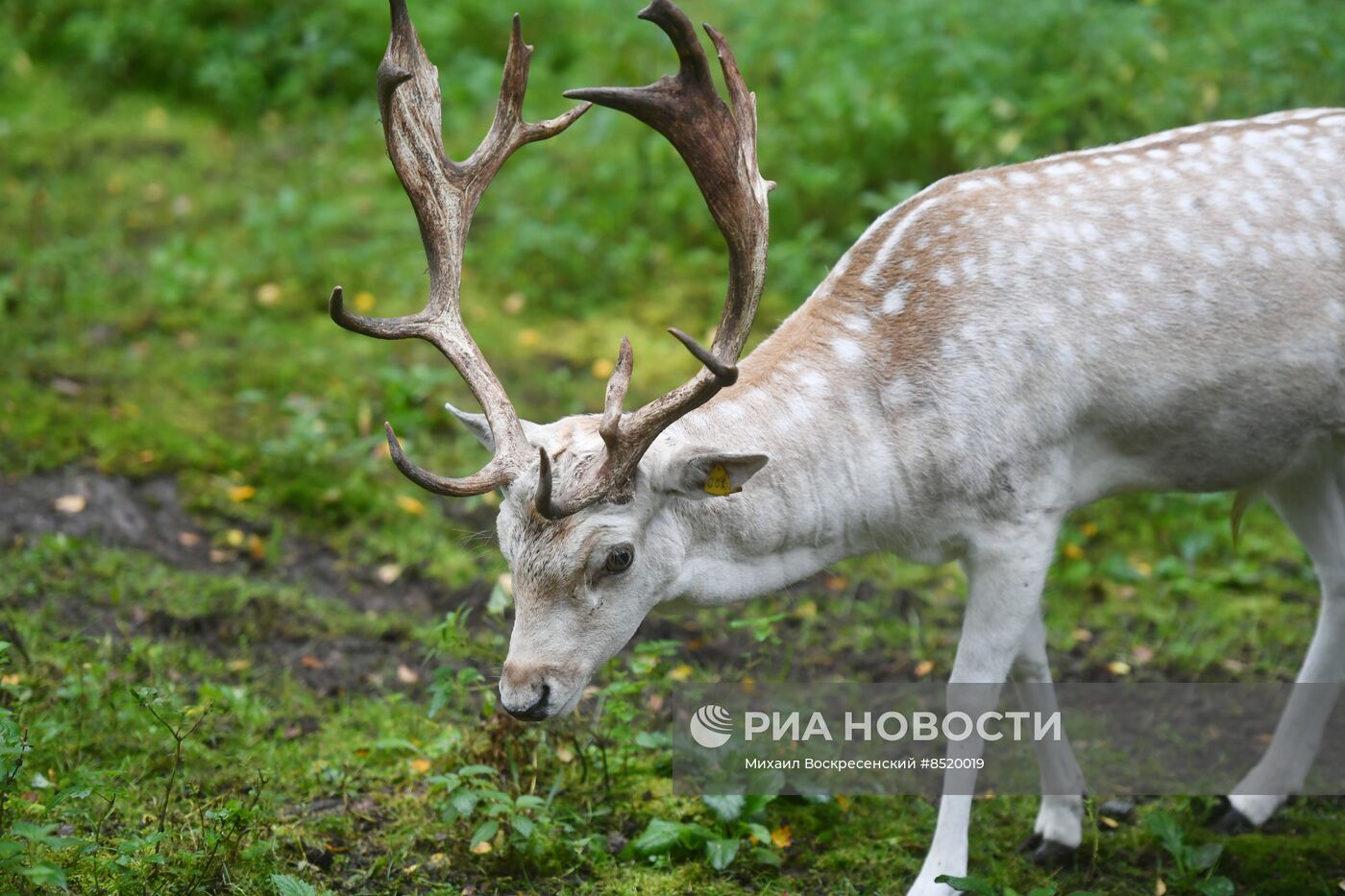 Дом лани