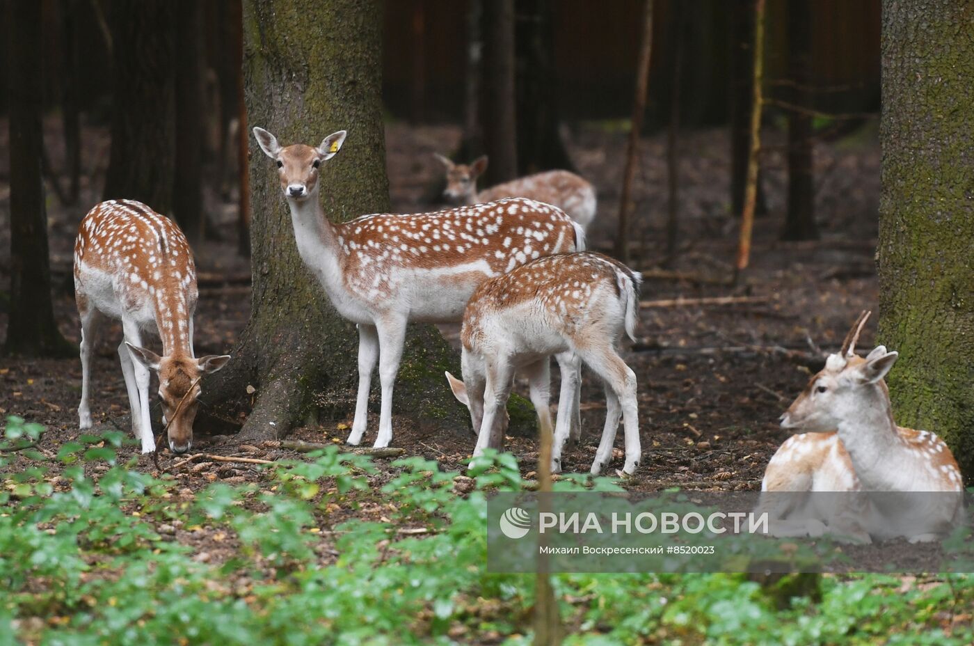 Дом лани