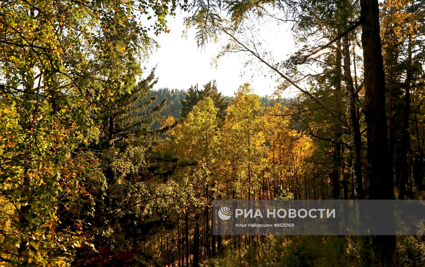 Осень в сибирской тайге