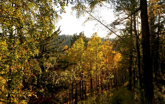 Осень в сибирской тайге