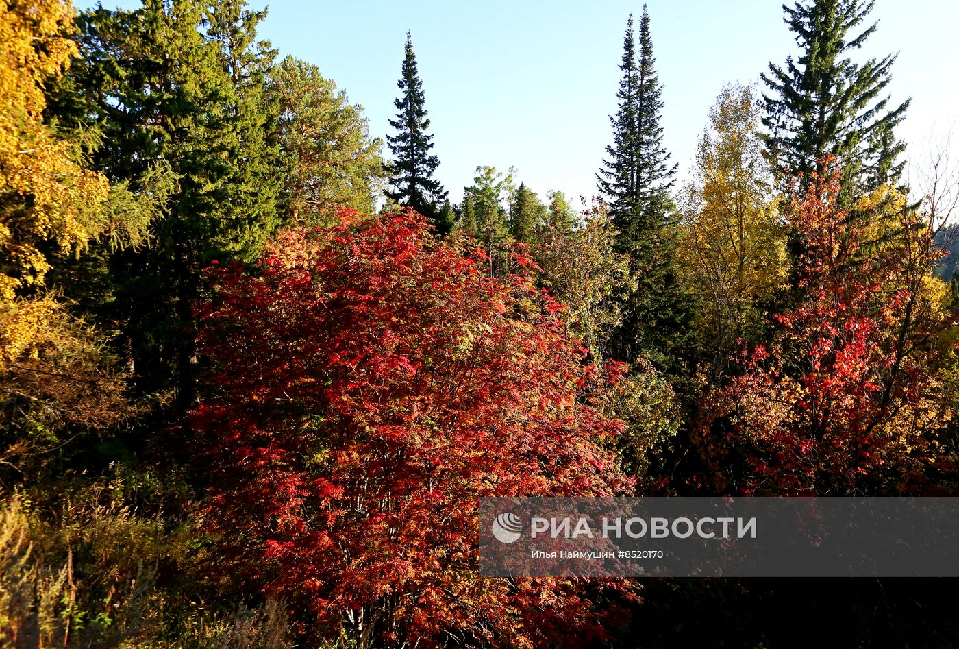 Осень в сибирской тайге