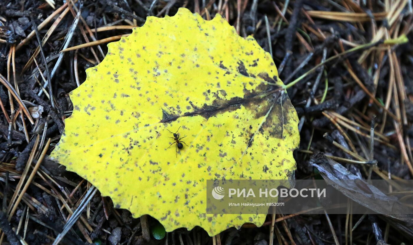 Осень в сибирской тайге