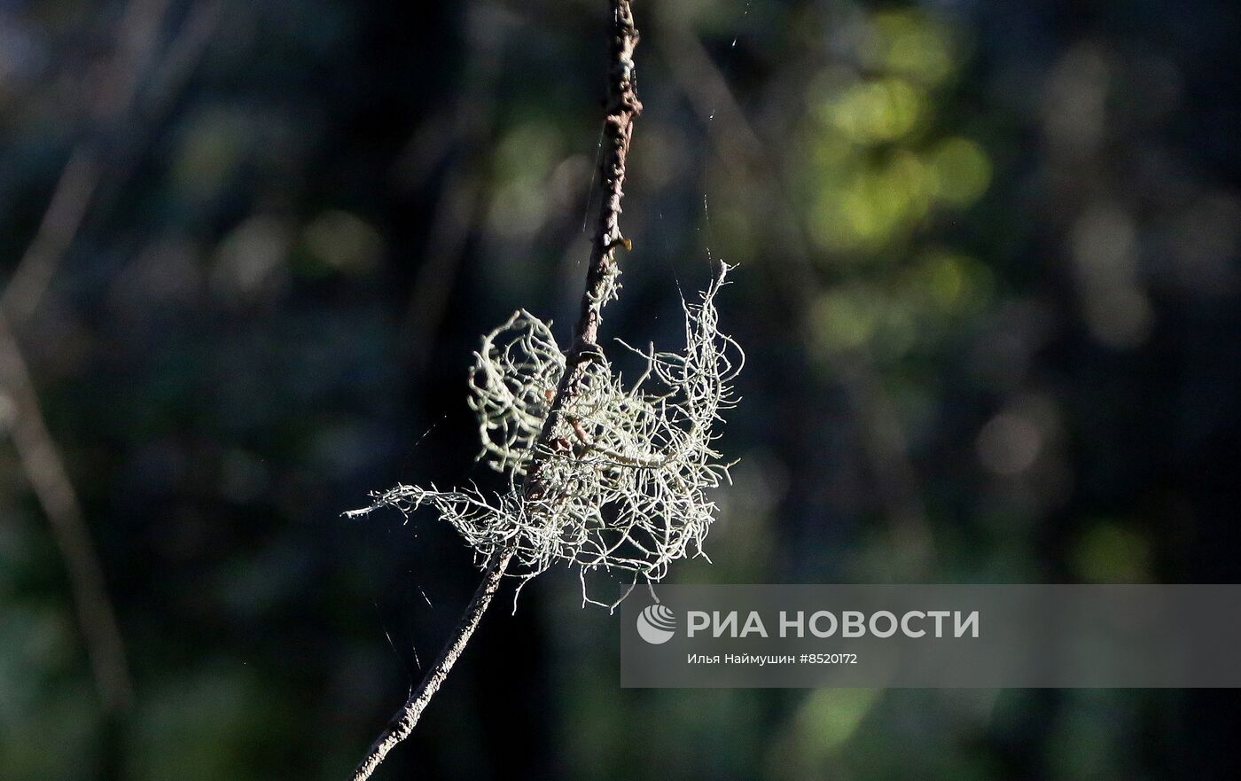 Осень в сибирской тайге