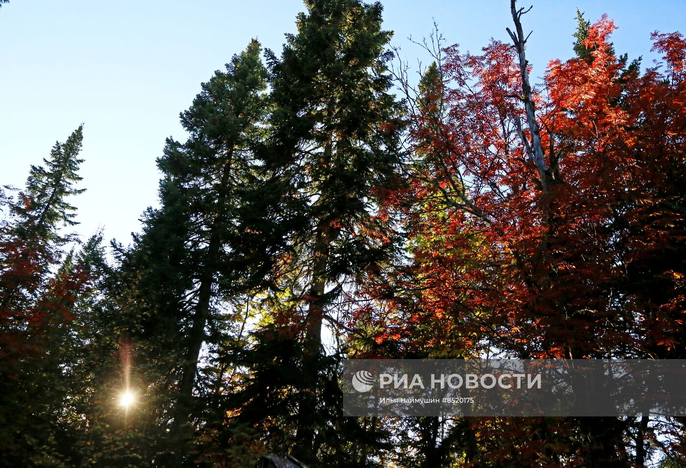 Осень в сибирской тайге