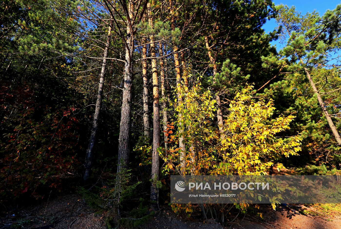 Осень в сибирской тайге