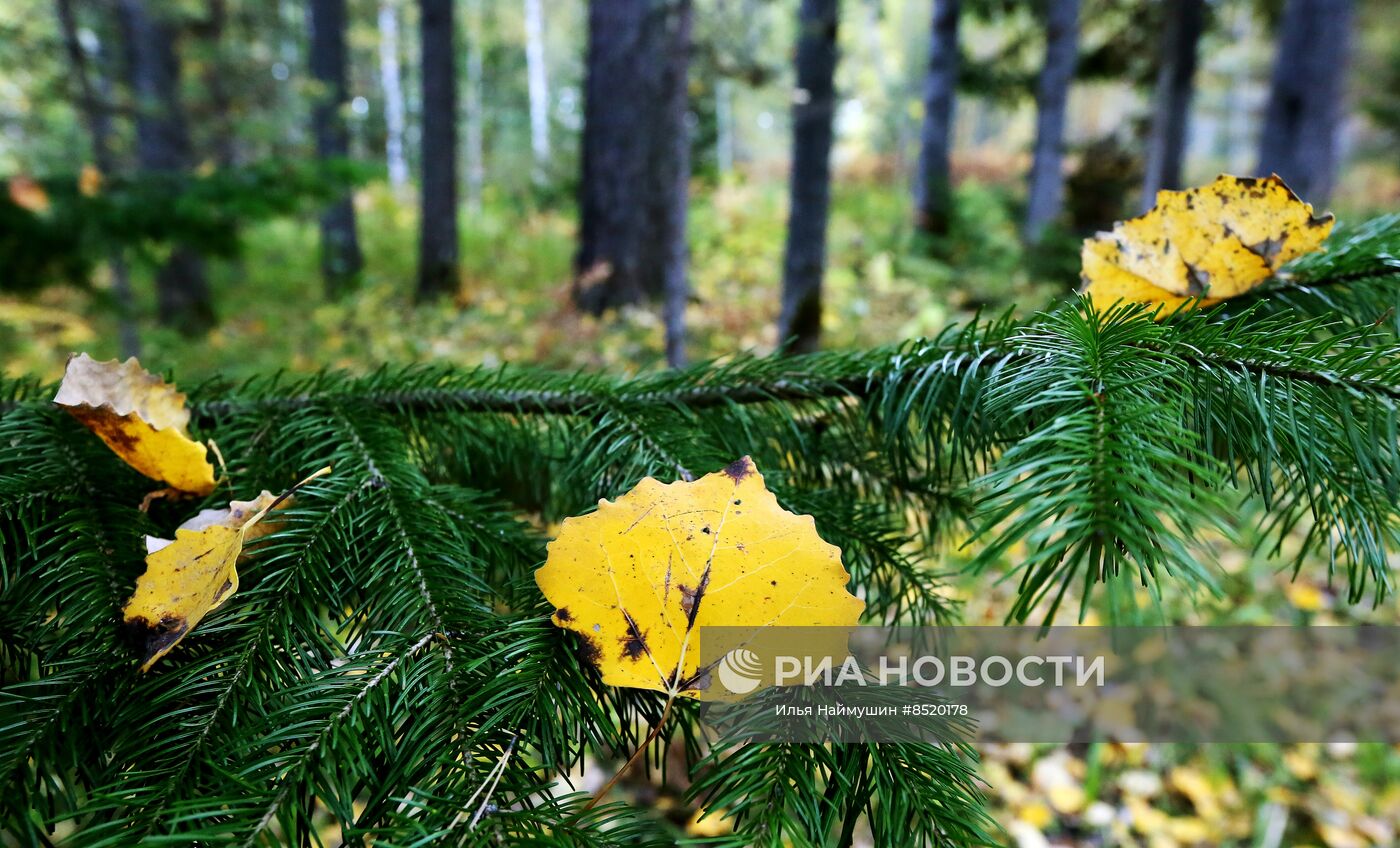 Осень в сибирской тайге