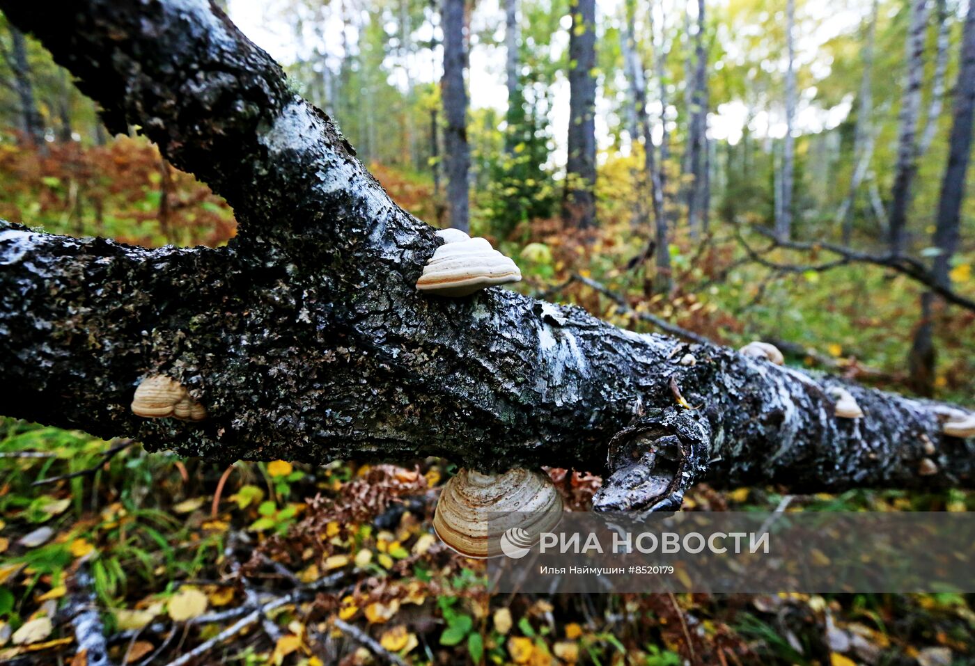 Осень в сибирской тайге