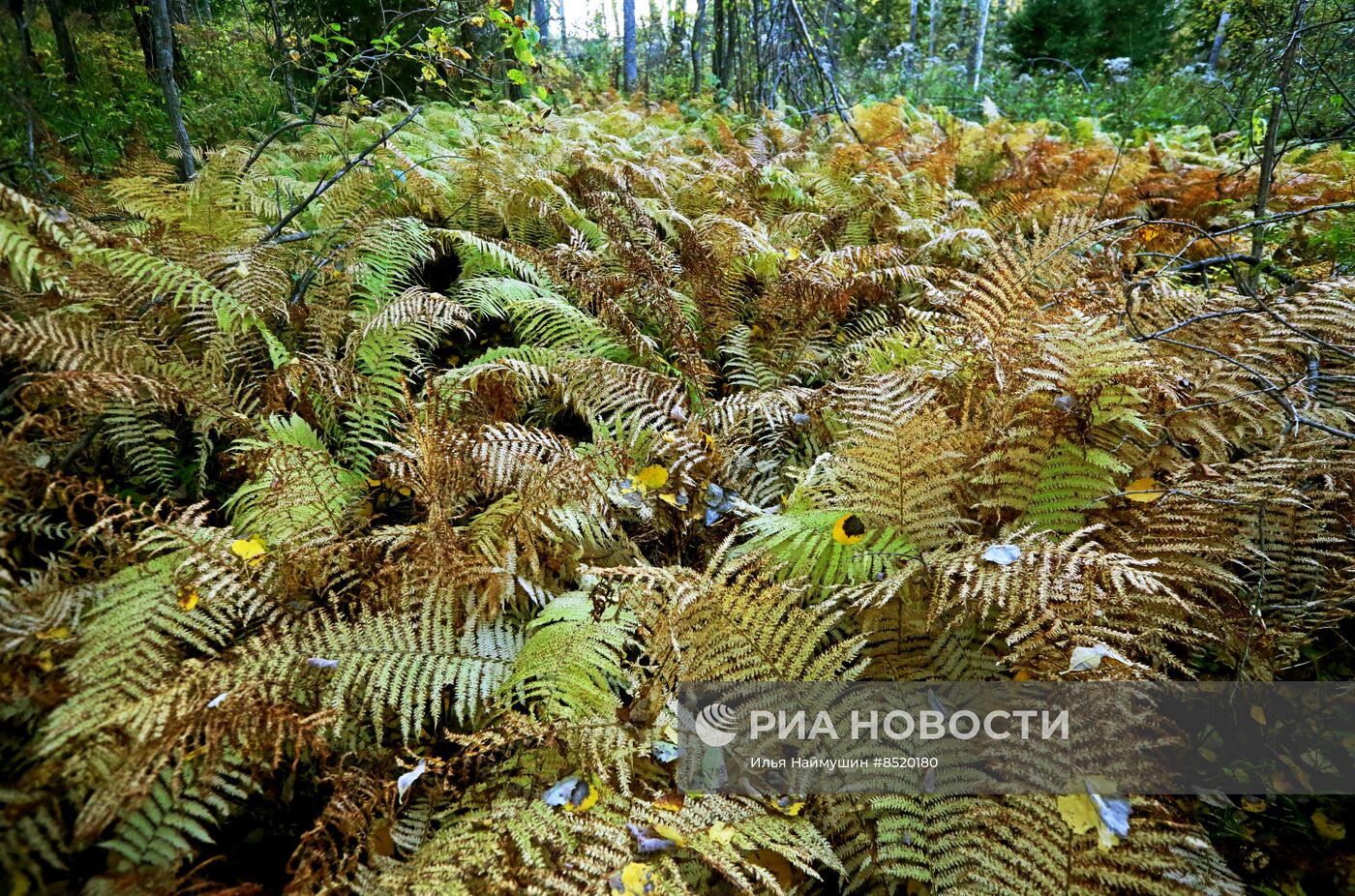 Осень в сибирской тайге