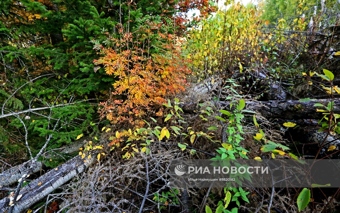 Осень в сибирской тайге