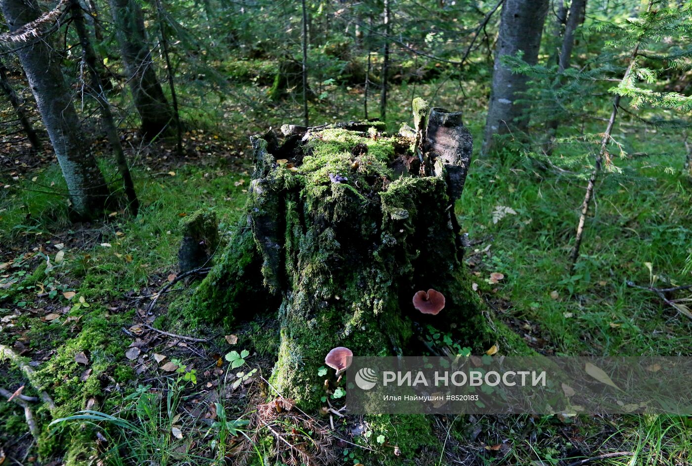 Осень в сибирской тайге