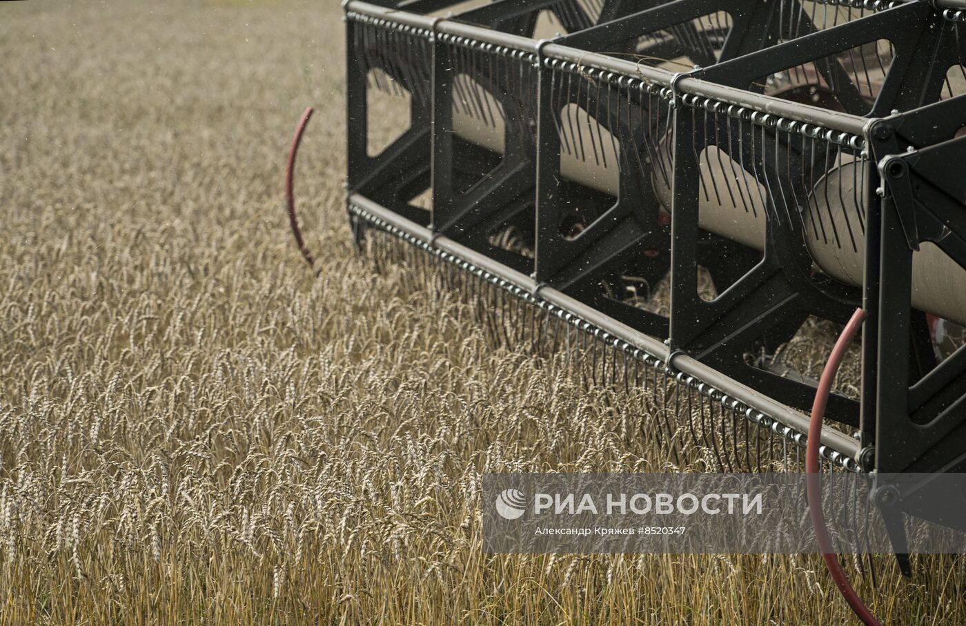 Сбор урожая в Новосибирской области