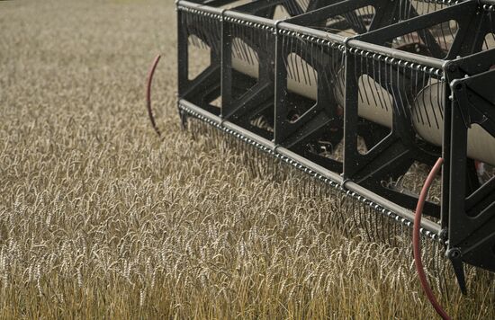Сбор урожая в Новосибирской области