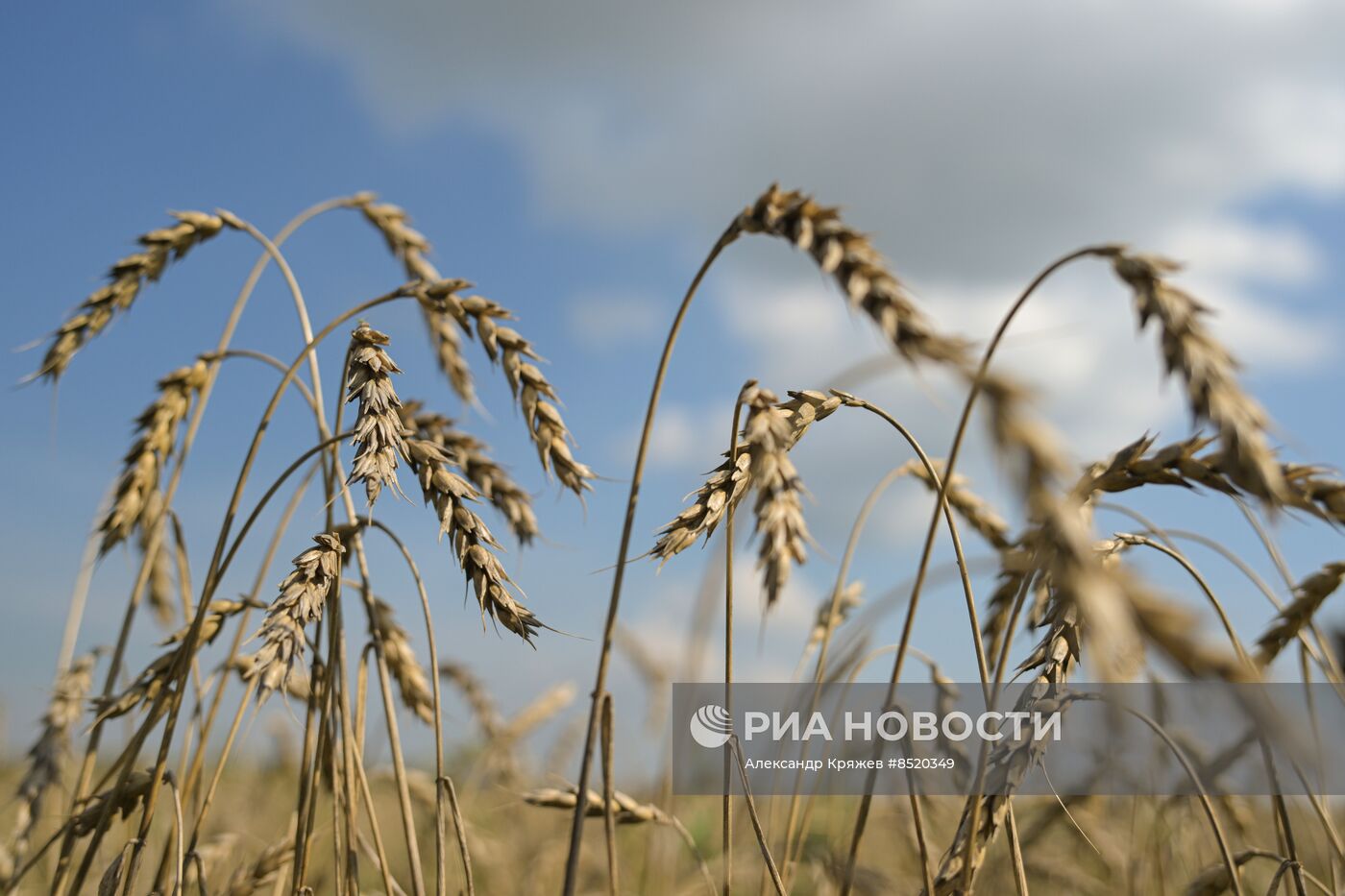 Сбор урожая в Новосибирской области