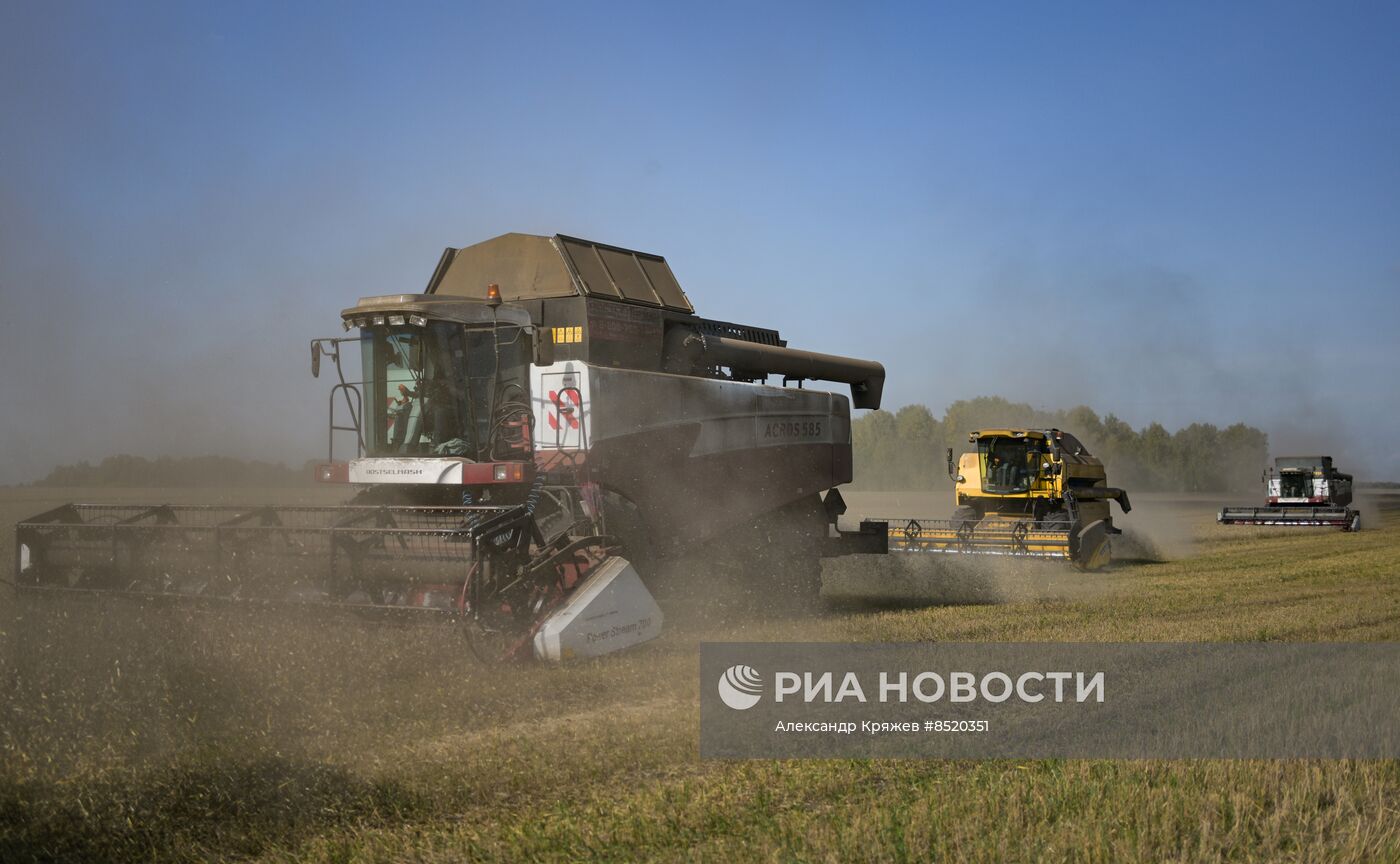 Сбор урожая в Новосибирской области