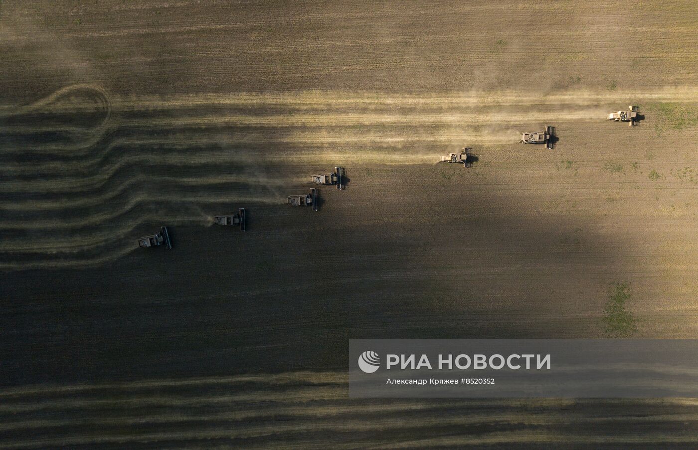 Сбор урожая в Новосибирской области