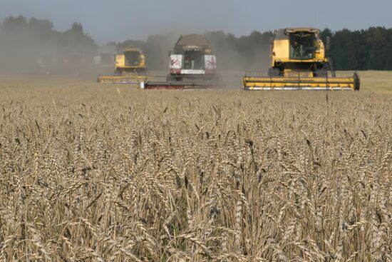 Сбор урожая в Новосибирской области