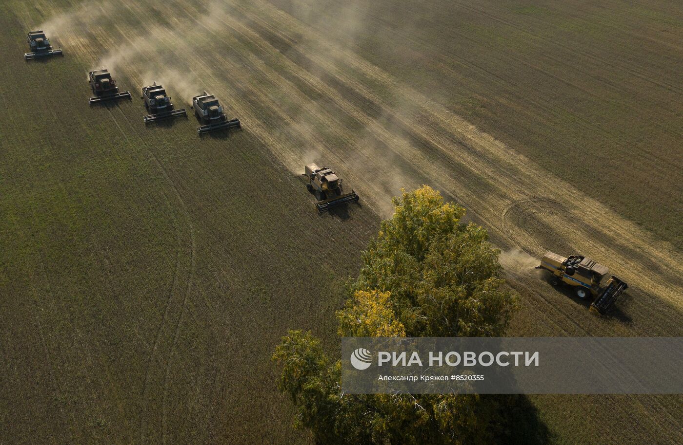 Сбор урожая в Новосибирской области