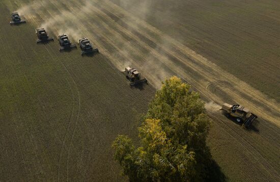 Сбор урожая в Новосибирской области