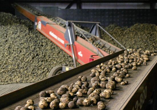 Сбор урожая в Новосибирской области