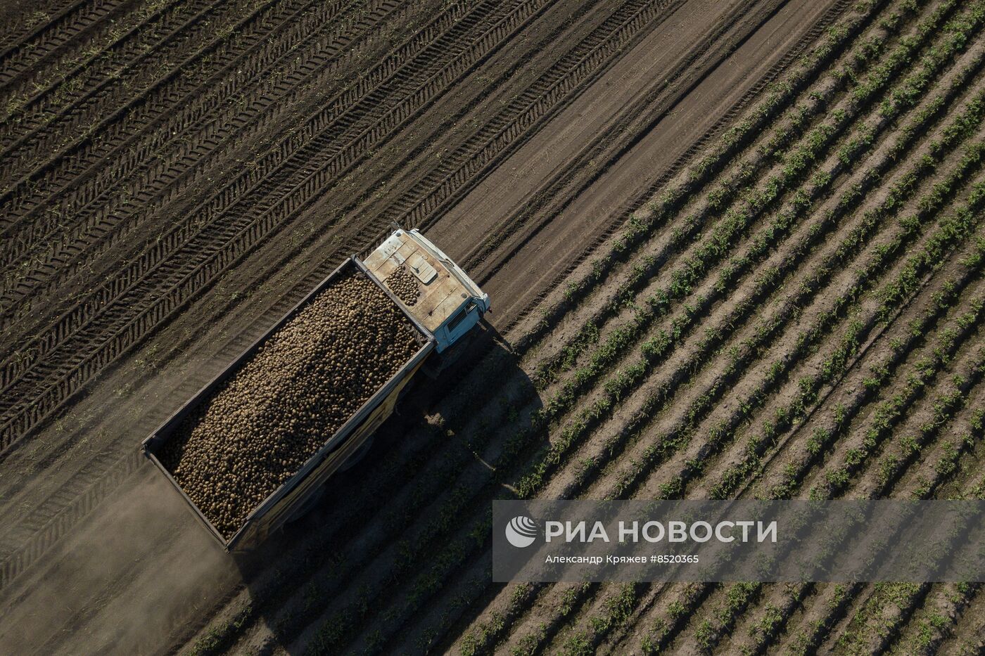 Сбор урожая в Новосибирской области
