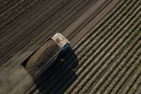 Сбор урожая в Новосибирской области