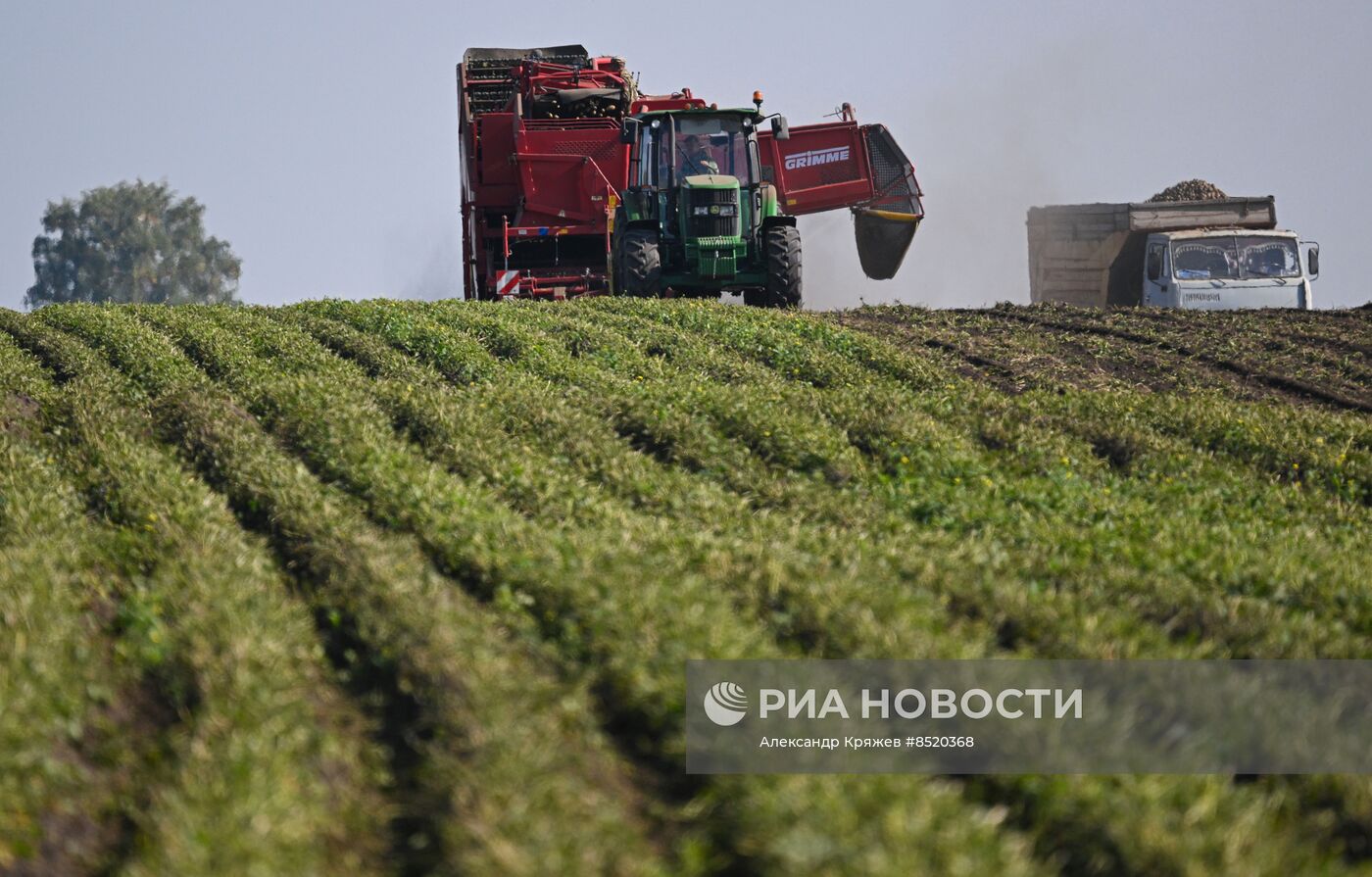 Сбор урожая в Новосибирской области