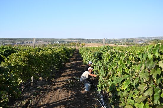 Сбор урожая винограда в ЛНР