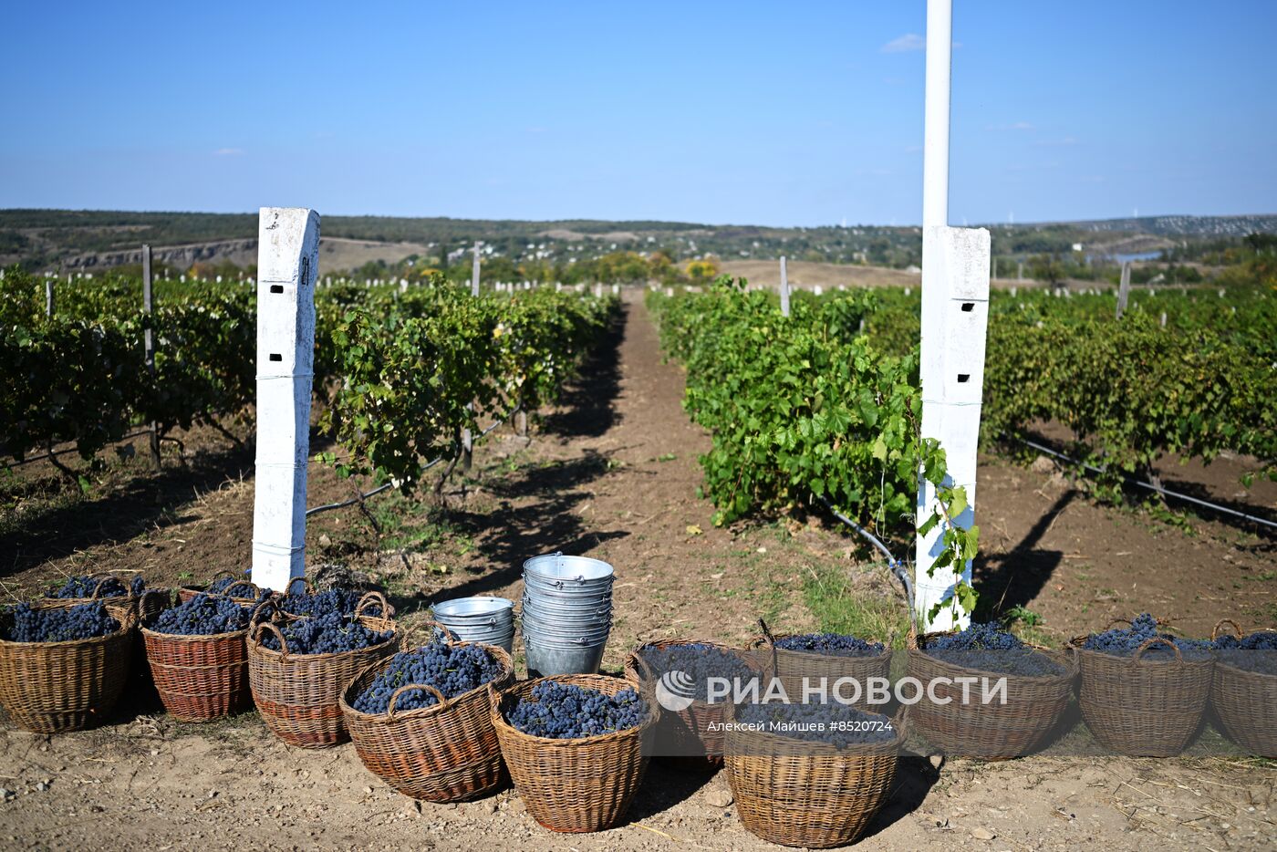 Сбор урожая винограда в ЛНР