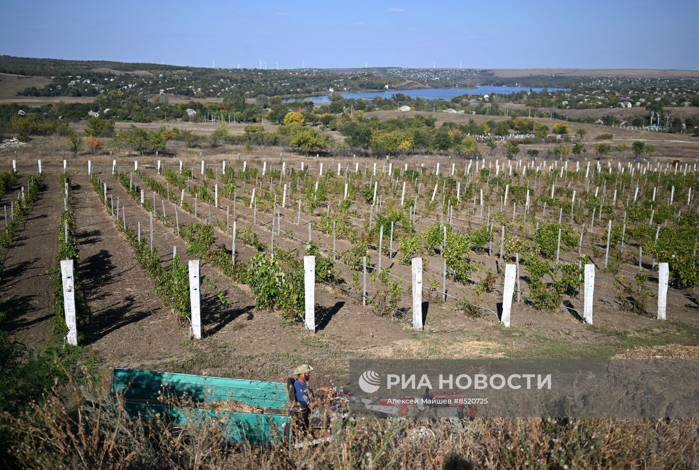 Сбор урожая винограда в ЛНР