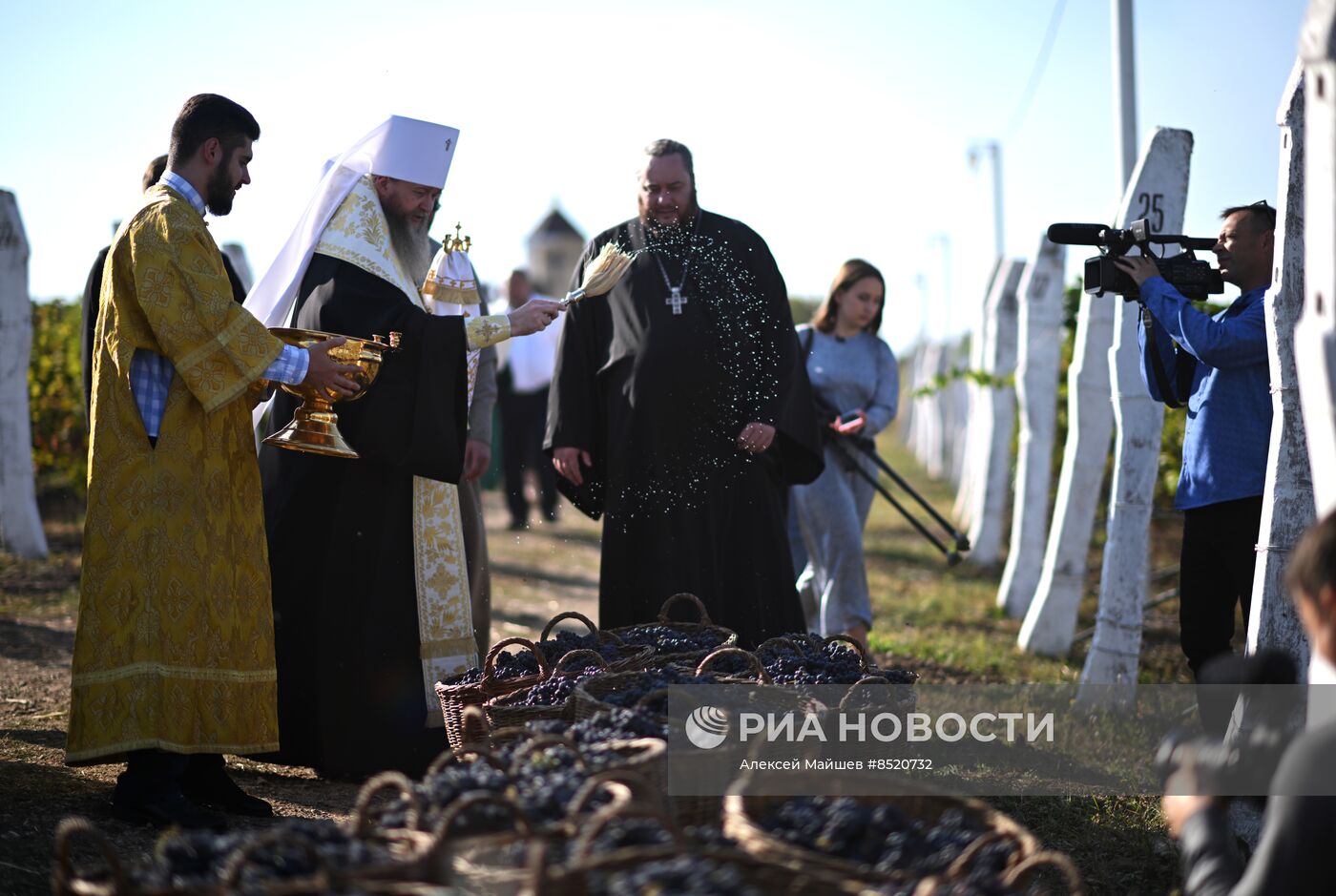 Сбор урожая винограда в ЛНР