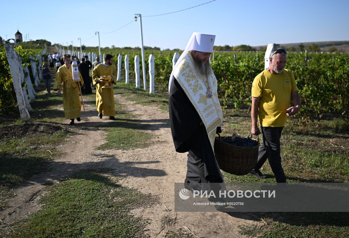 Сбор урожая винограда в ЛНР