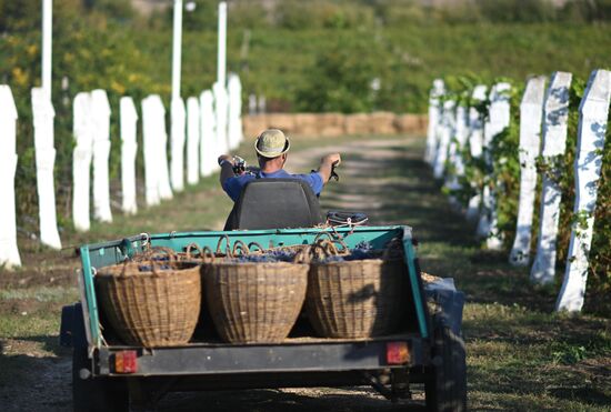 Сбор урожая винограда в ЛНР