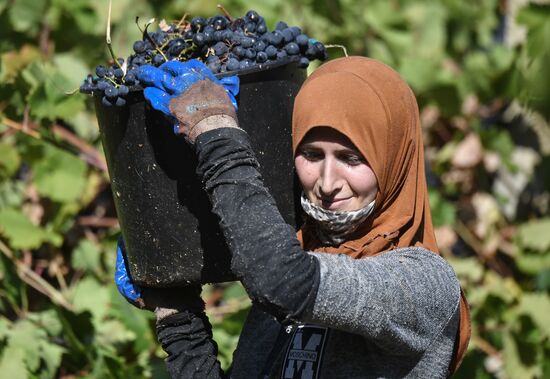 Сбор урожая в Крыму
