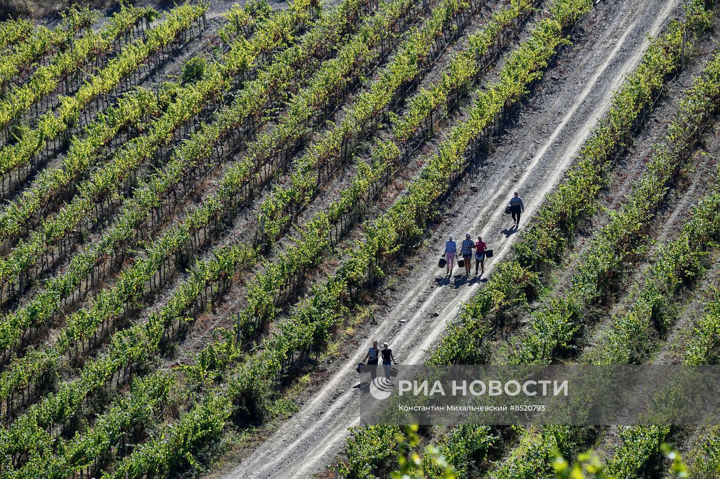 Сбор урожая в Крыму