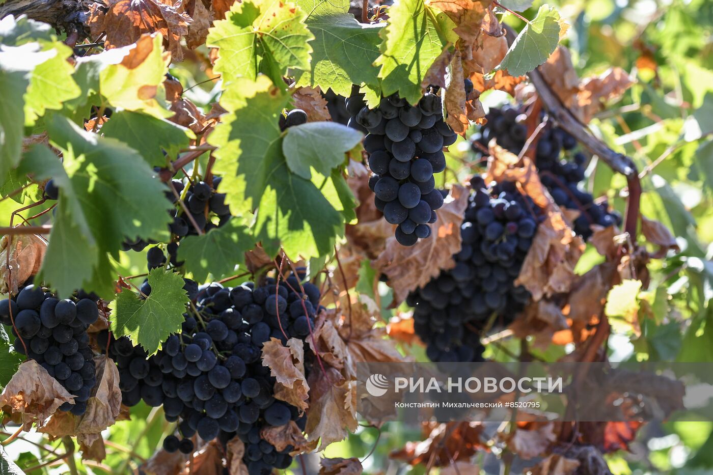 Сбор урожая в Крыму