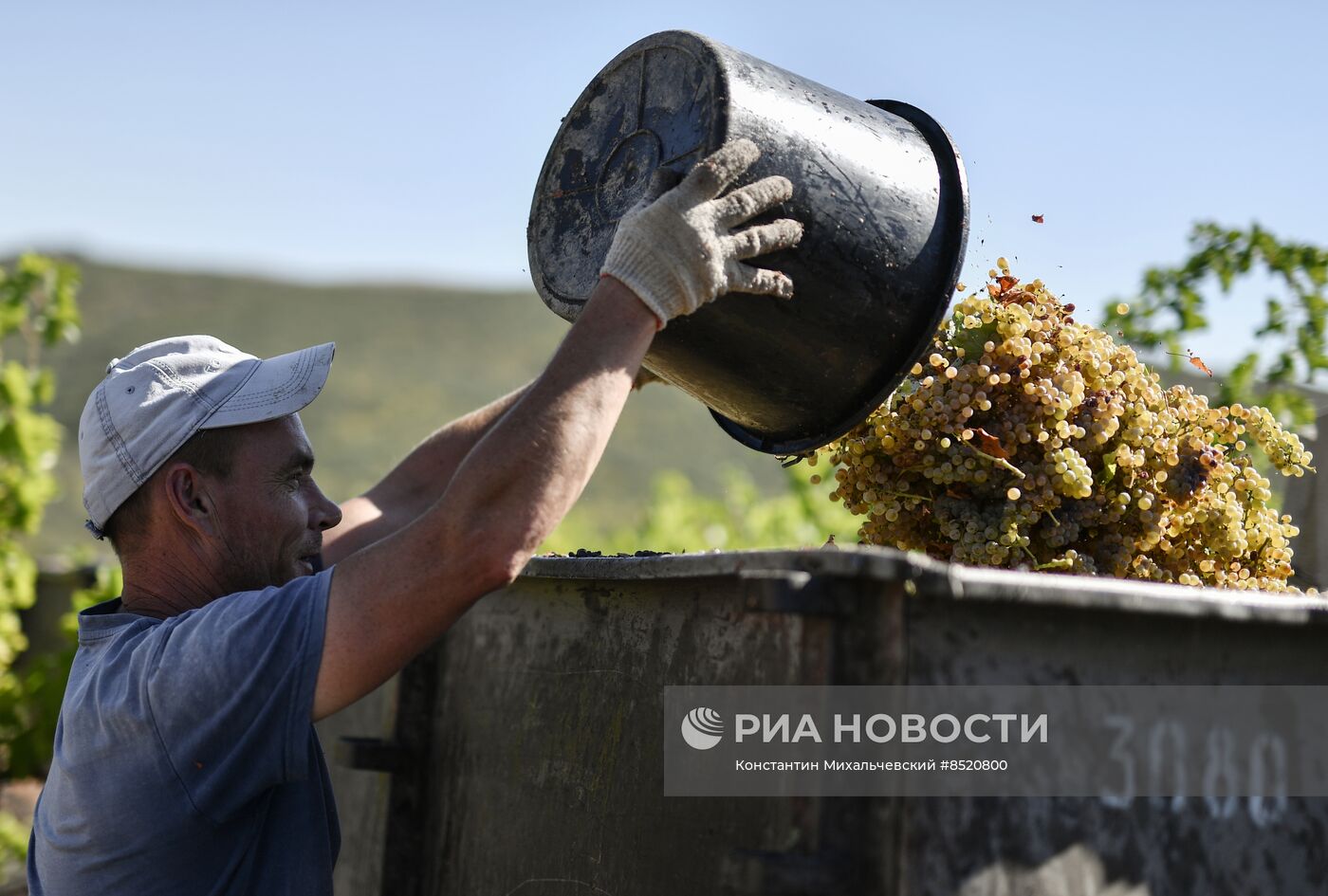 Сбор урожая в Крыму