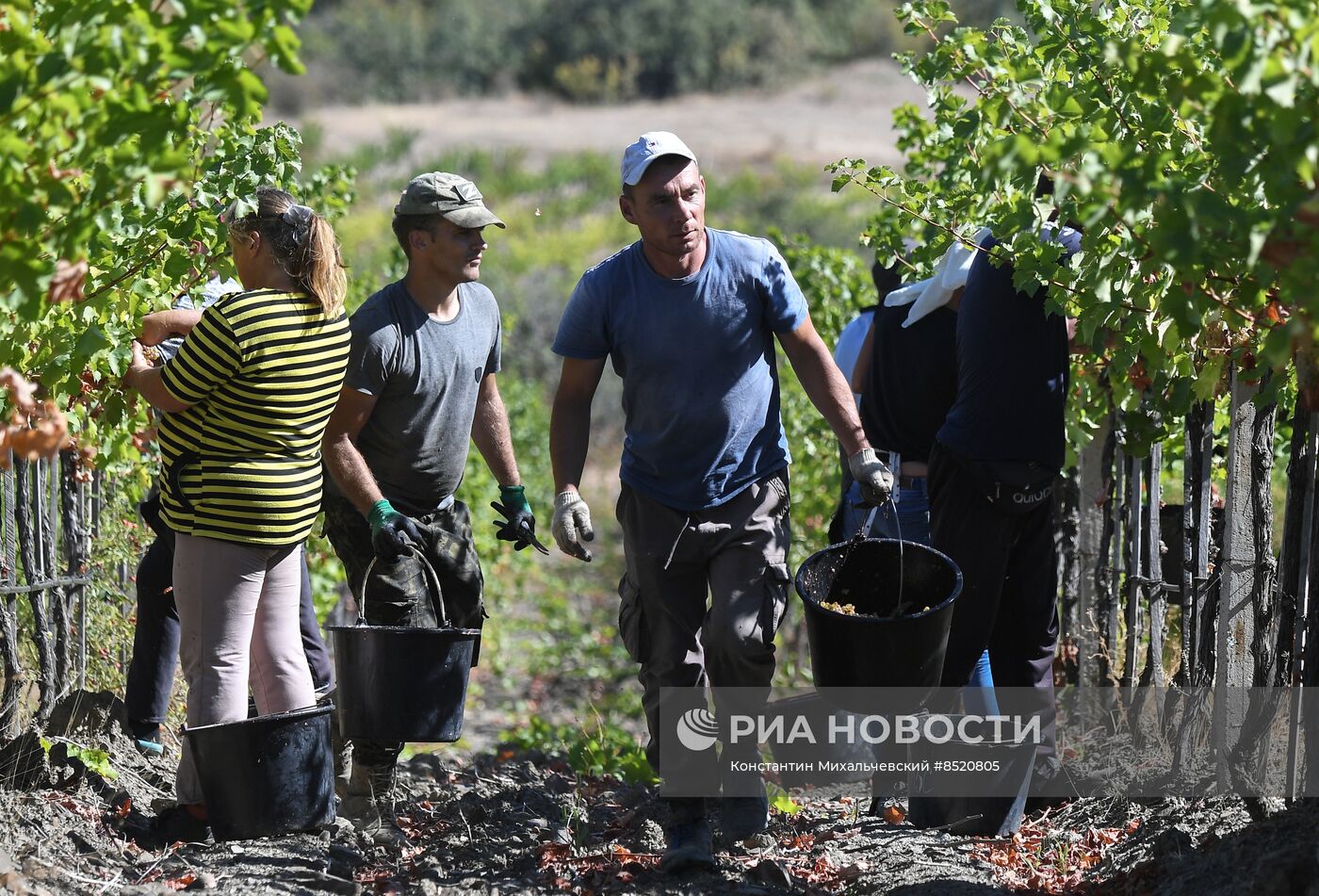 Сбор урожая в Крыму