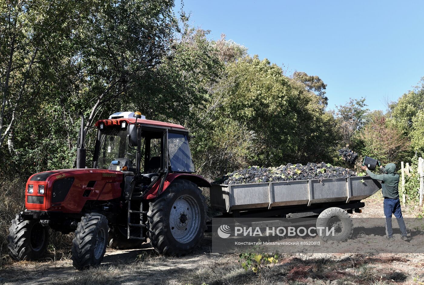 Сбор урожая в Крыму